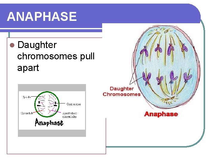 ANAPHASE l Daughter chromosomes pull apart 