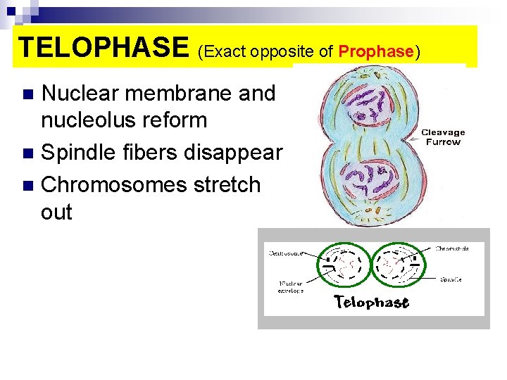 TELOPHASE (Exact opposite of Prophase) Nuclear membrane and nucleolus reform n Spindle fibers disappear