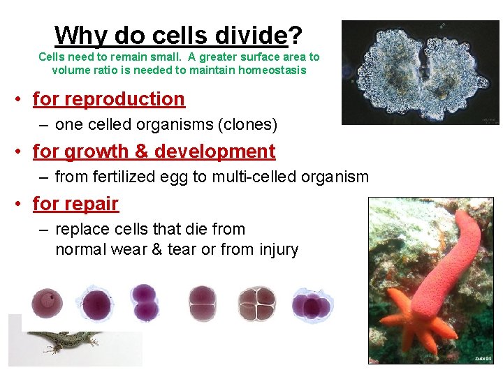 Why do cells divide? Cells need to remain small. A greater surface area to