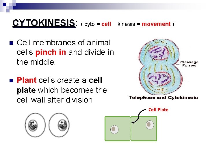 CYTOKINESIS: CYTOKINESIS ( cyto = cell n Cell membranes of animal cells pinch in