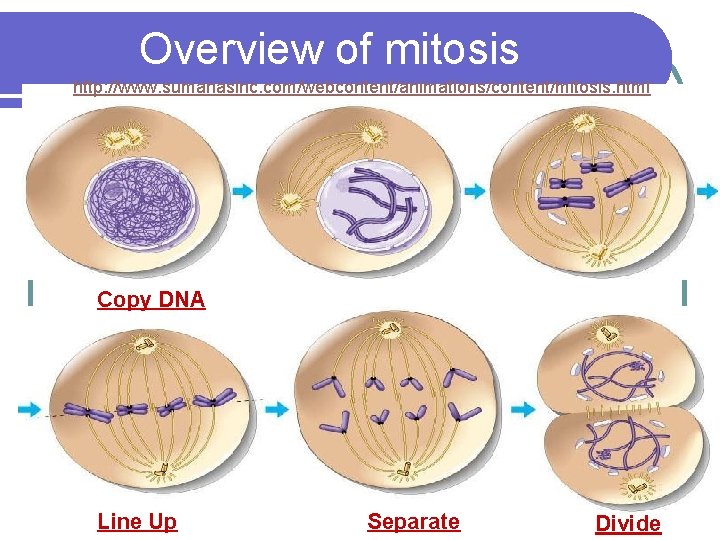 Overview of mitosis http: //www. sumanasinc. com/webcontent/animations/content/mitosis. html Copy DNA Line Up Separate Divide