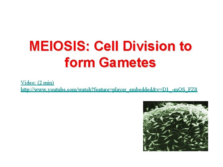 MEIOSIS: Cell Division to form Gametes Video: (2 min) http: //www. youtube. com/watch? feature=player_embedded&v=D