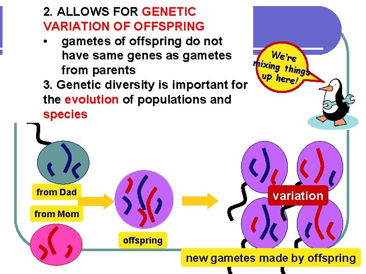 2. ALLOWS FOR GENETIC VARIATION OF OFFSPRING • gametes of offspring do not have