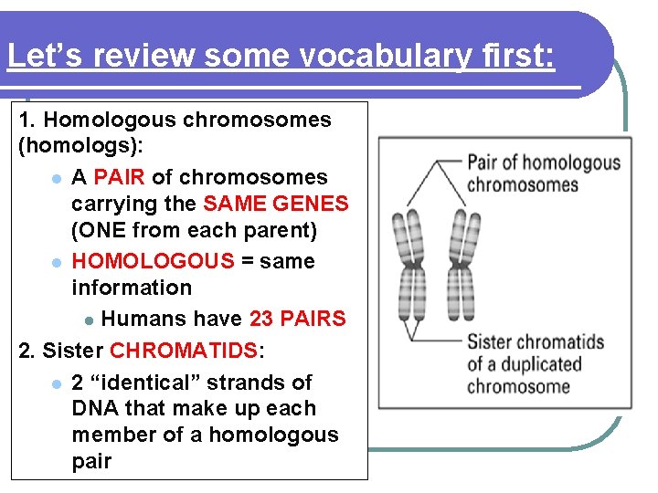 Let’s review some vocabulary first: 1. Homologous chromosomes (homologs): l A PAIR of chromosomes