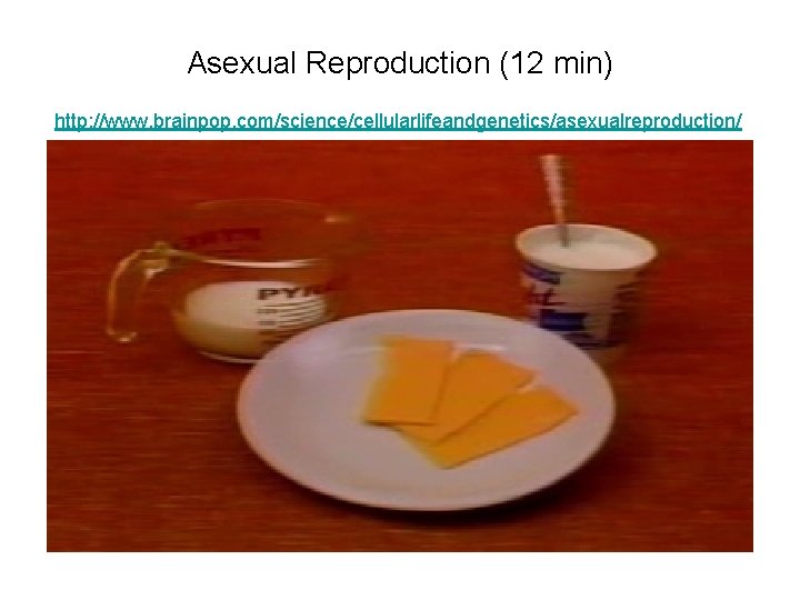 Asexual Reproduction (12 min) http: //www. brainpop. com/science/cellularlifeandgenetics/asexualreproduction/ 