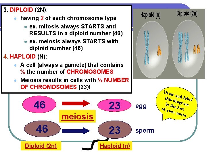 3. DIPLOID (2 N): l having 2 of each chromosome type l ex. mitosis