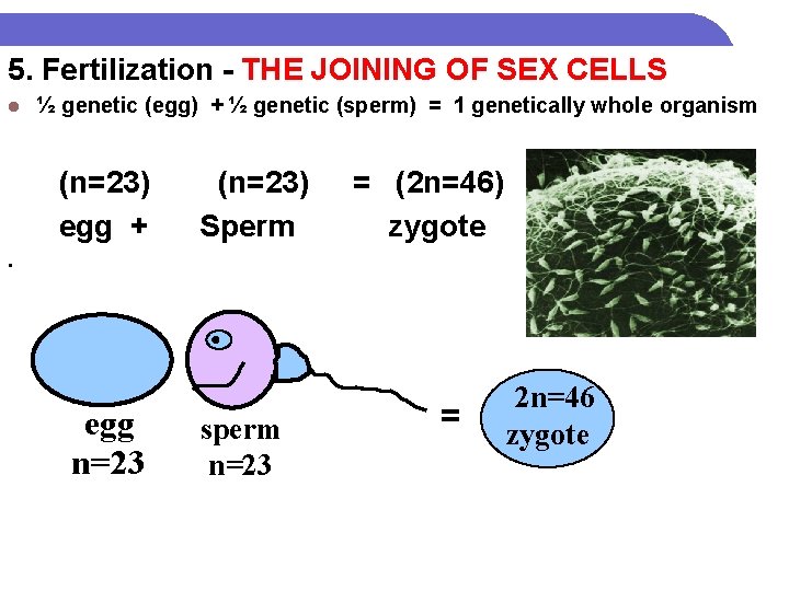 5. Fertilization - THE JOINING OF SEX CELLS l ½ genetic (egg) + ½