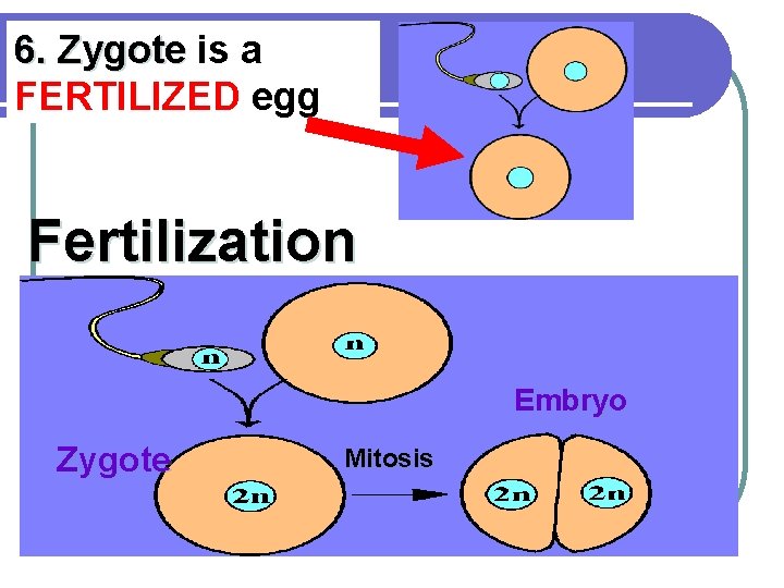 6. Zygote is a FERTILIZED egg Fertilization Embryo Zygote Mitosis 