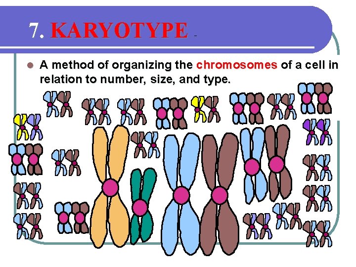 7. KARYOTYPE l A method of organizing the chromosomes of a cell in relation