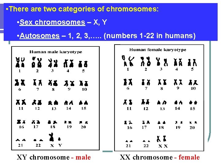  • There are two categories of chromosomes: • Sex chromosomes – X, Y