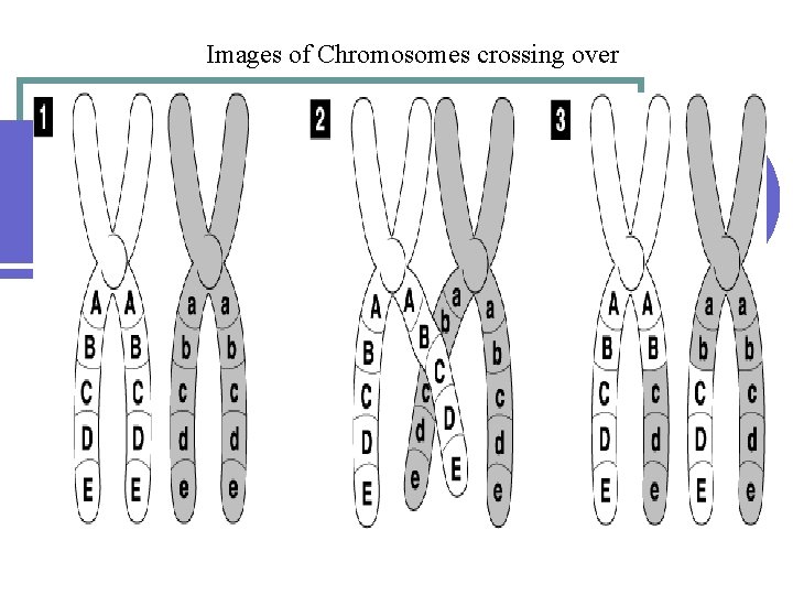 Images of Chromosomes crossing over Go to Section: 