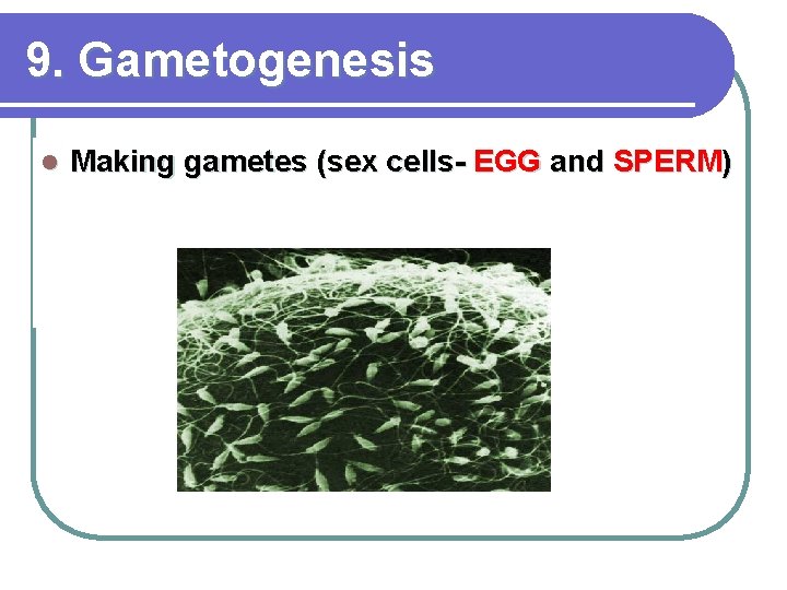 9. Gametogenesis l Making gametes (sex cells- EGG and SPERM) 