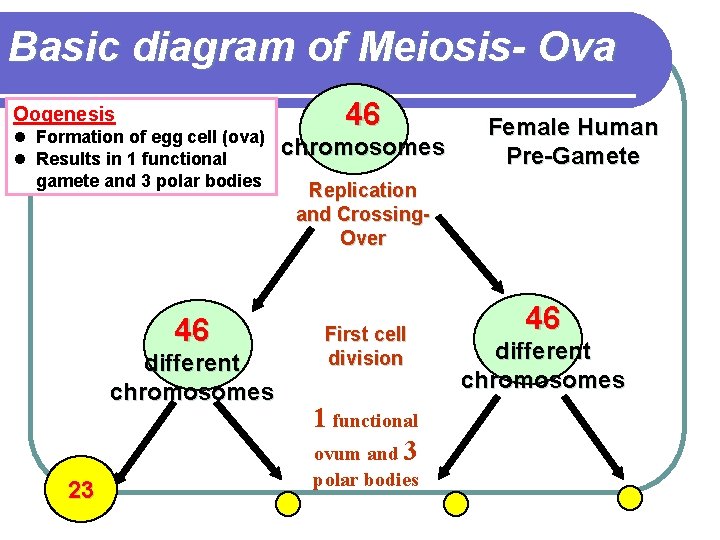 Basic diagram of Meiosis- Ova Oogenesis l Formation of egg cell (ova) l Results