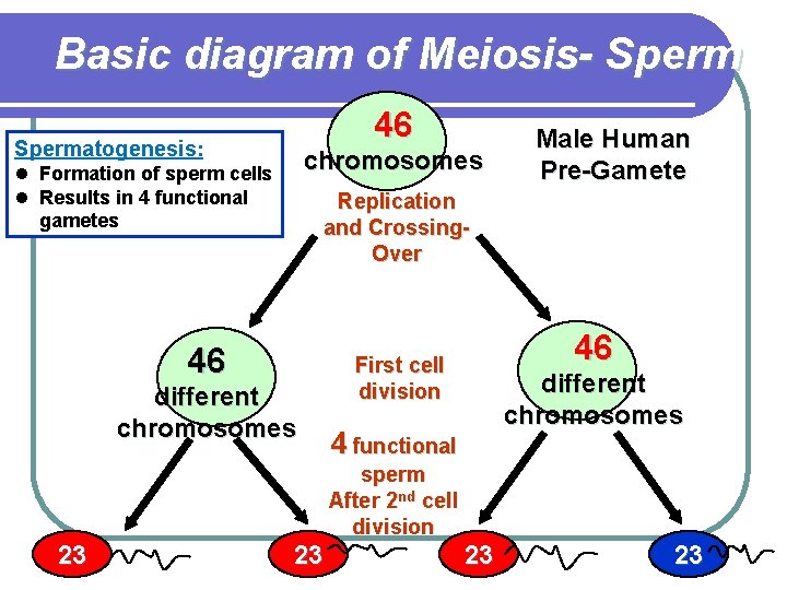 Basic diagram of Meiosis- Sperm 46 Spermatogenesis: chromosomes l Formation of sperm cells l