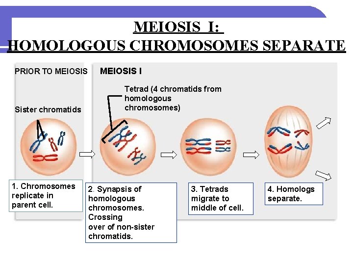 MEIOSIS I: HOMOLOGOUS CHROMOSOMES SEPARATE PRIOR TO MEIOSIS Sister chromatids 1. Chromosomes replicate in