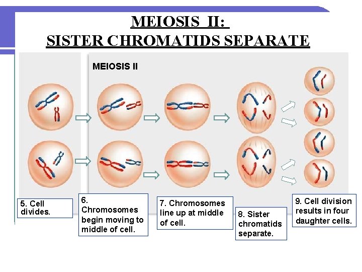MEIOSIS II: SISTER CHROMATIDS SEPARATE MEIOSIS II 5. Cell divides. 6. Chromosomes begin moving
