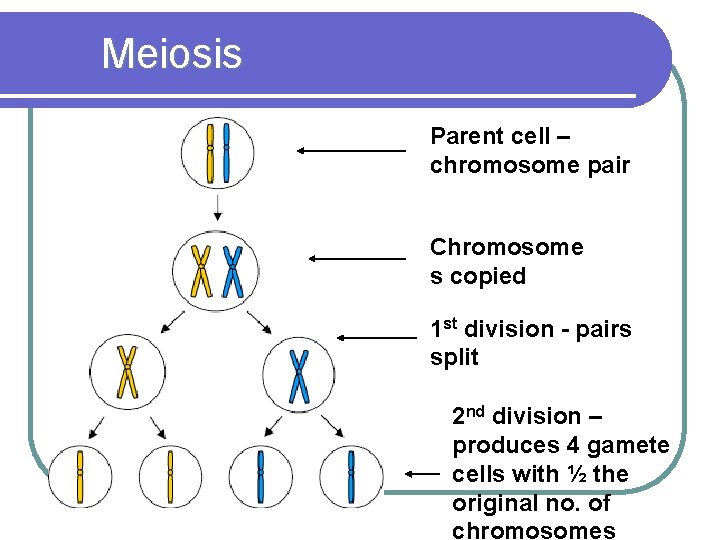 Meiosis Parent cell – chromosome pair Chromosome s copied 1 st division - pairs