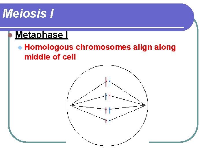 Meiosis I l Metaphase I l Homologous chromosomes align along middle of cell 