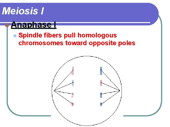 Meiosis I l Anaphase I l Spindle fibers pull homologous chromosomes toward opposite poles