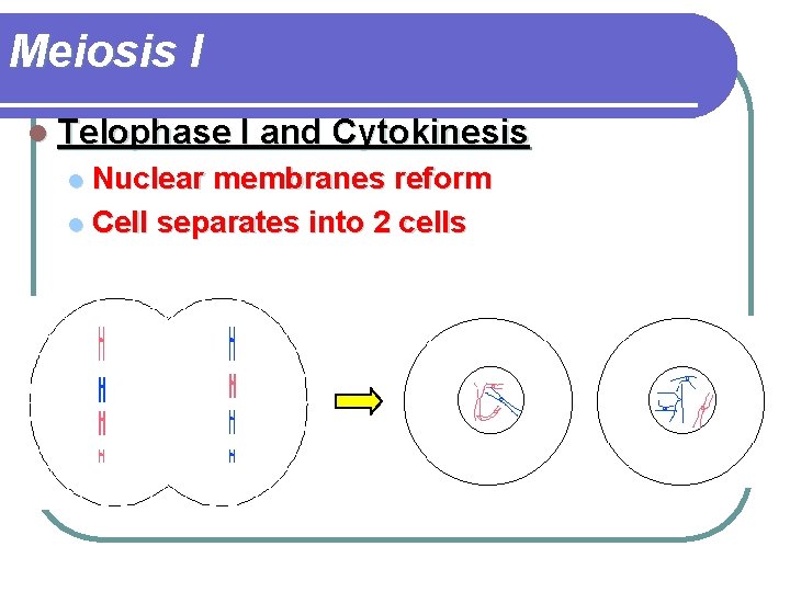 Meiosis I l Telophase I and Cytokinesis Nuclear membranes reform l Cell separates into