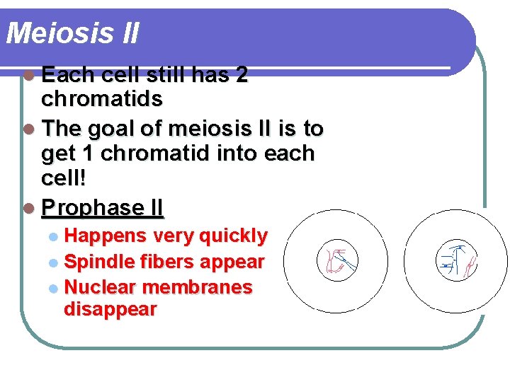 Meiosis II l Each cell still has 2 chromatids l The goal of meiosis