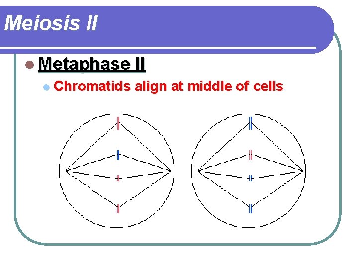 Meiosis II l Metaphase II l Chromatids align at middle of cells 