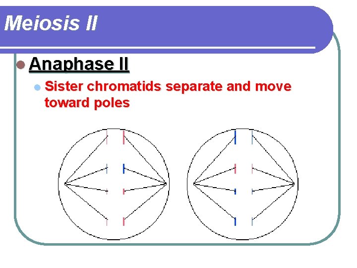 Meiosis II l Anaphase II l Sister chromatids separate and move toward poles 