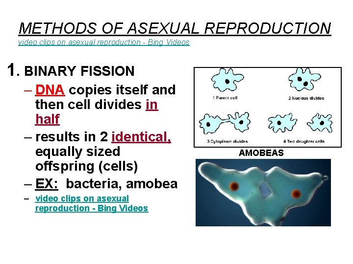 METHODS OF ASEXUAL REPRODUCTION video clips on asexual reproduction - Bing Videos 1. BINARY