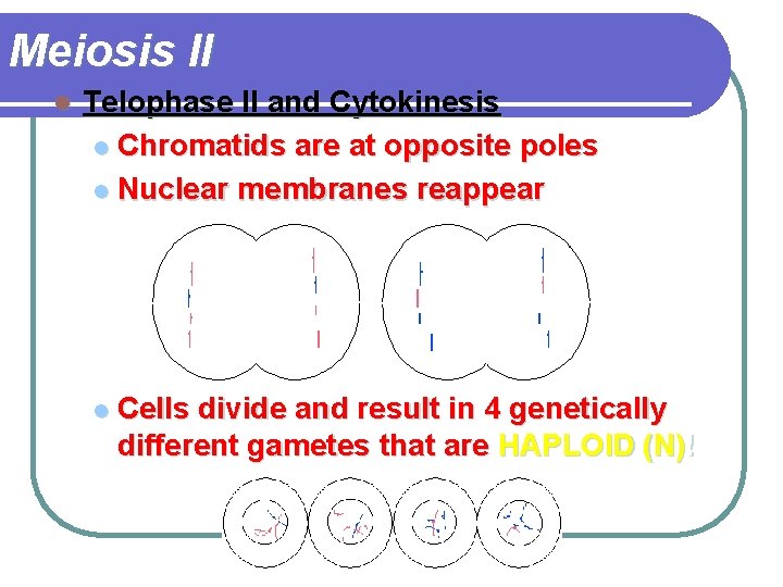 Meiosis II l Telophase II and Cytokinesis l Chromatids are at opposite poles l