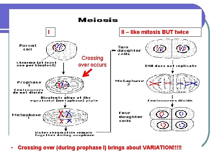 I II – like mitosis BUT twice Crossing over occurs • Crossing over (during
