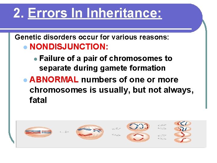 2. Errors In Inheritance: Genetic disorders occur for various reasons: l NONDISJUNCTION: l Failure