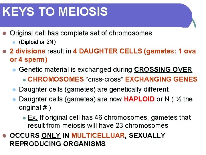KEYS TO MEIOSIS l Original cell has complete set of chromosomes l (Diploid or