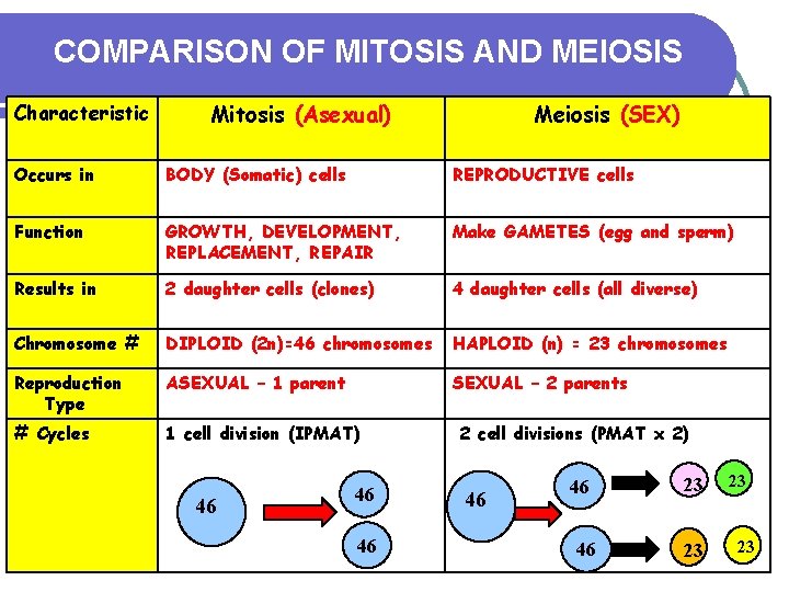 COMPARISON OF MITOSIS AND MEIOSIS Characteristic Mitosis (Asexual) Meiosis (SEX) Occurs in BODY (Somatic)