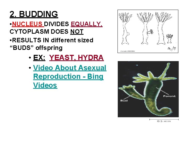 2. BUDDING • NUCLEUS DIVIDES EQUALLY, CYTOPLASM DOES NOT • RESULTS IN different sized