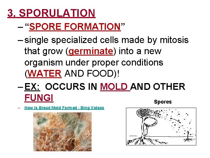 3. SPORULATION – “SPORE FORMATION” – single specialized cells made by mitosis that grow