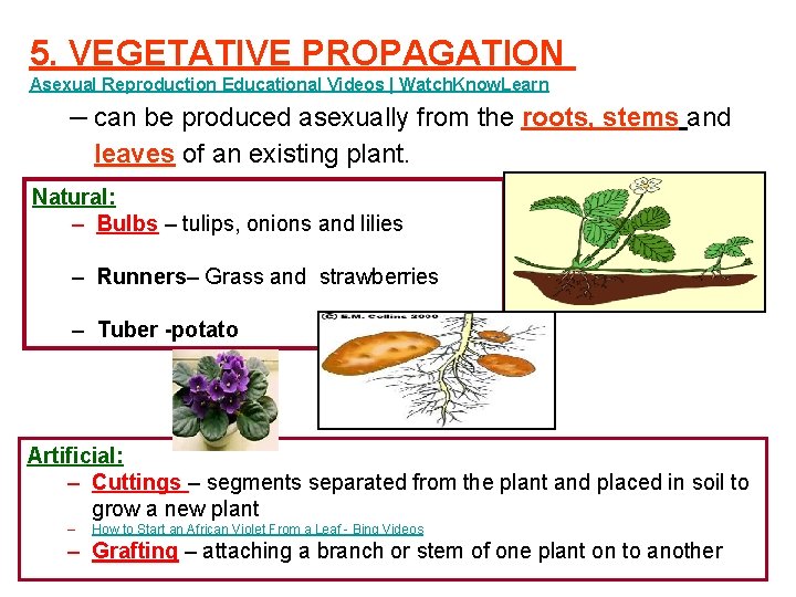 5. VEGETATIVE PROPAGATION Asexual Reproduction Educational Videos | Watch. Know. Learn – can be