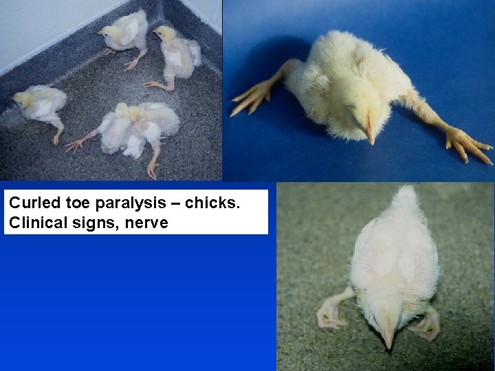 Curled toe paralysis – chicks. Clinical signs, nerve 