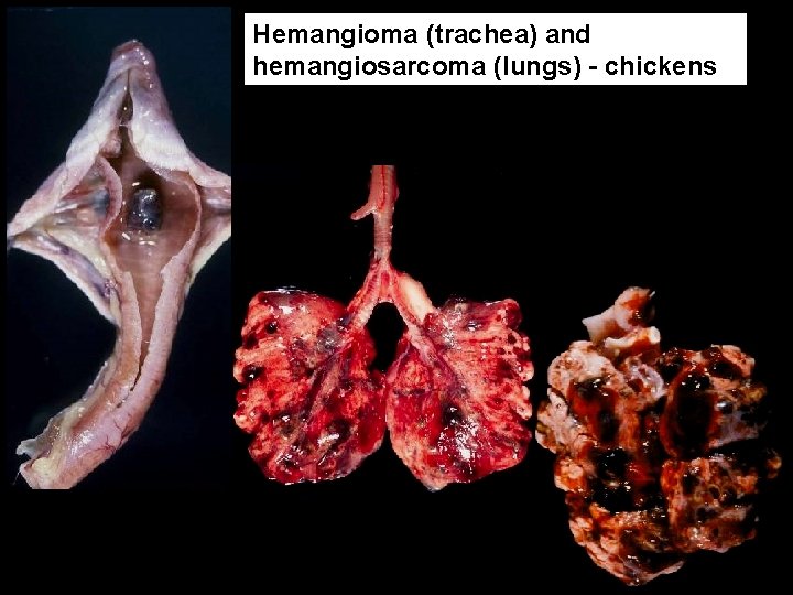 Hemangioma (trachea) and hemangiosarcoma (lungs) - chickens 