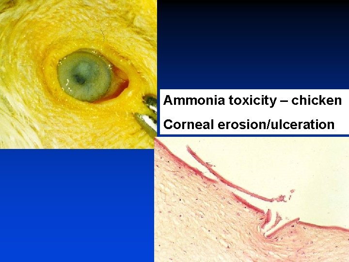 Ammonia toxicity – chicken Corneal erosion/ulceration 