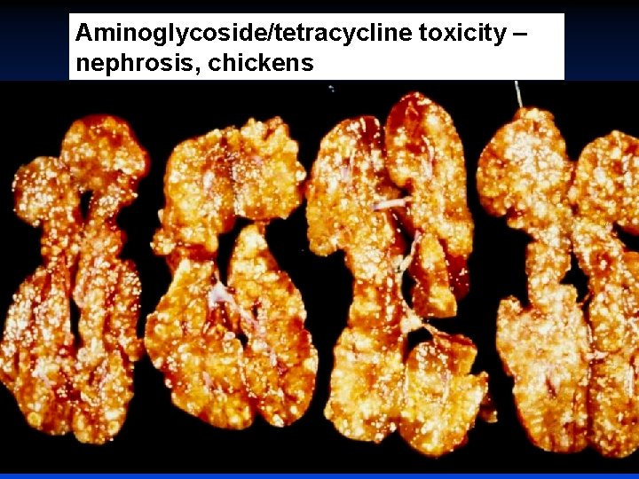 Aminoglycoside/tetracycline toxicity – nephrosis, chickens 