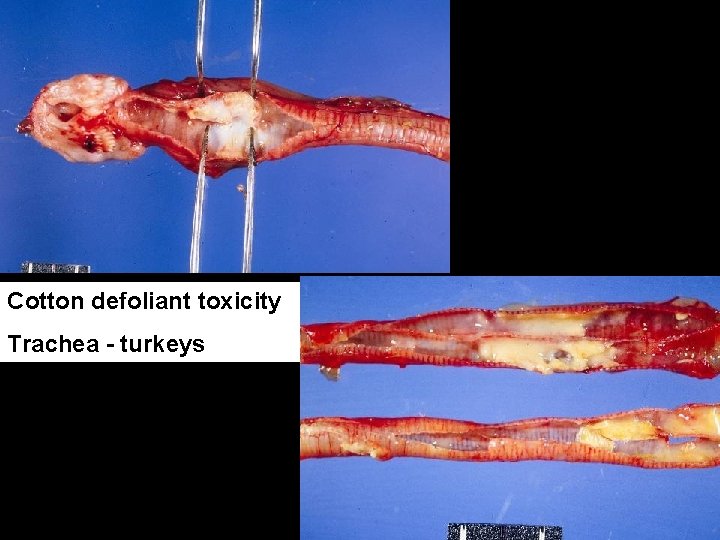 Cotton defoliant toxicity Trachea - turkeys 