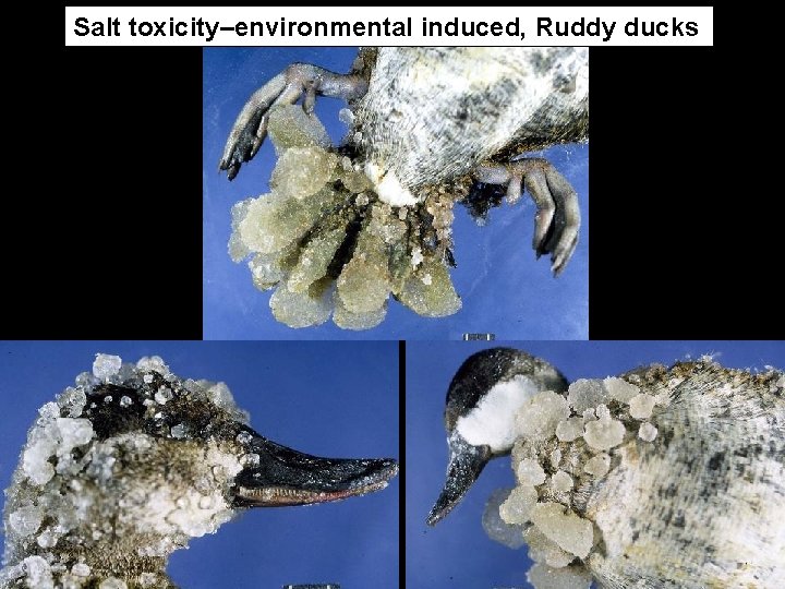 Salt toxicity–environmental induced, Ruddy ducks 