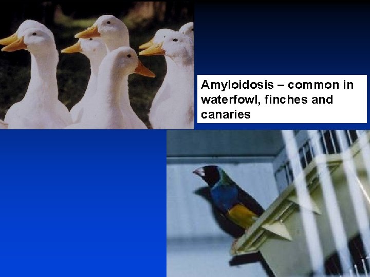 Amyloidosis – common in waterfowl, finches and canaries 