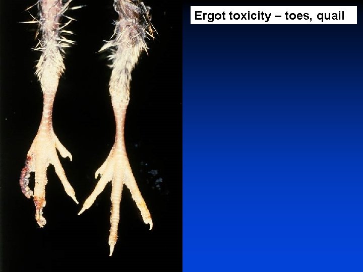 Ergot toxicity – toes, quail 