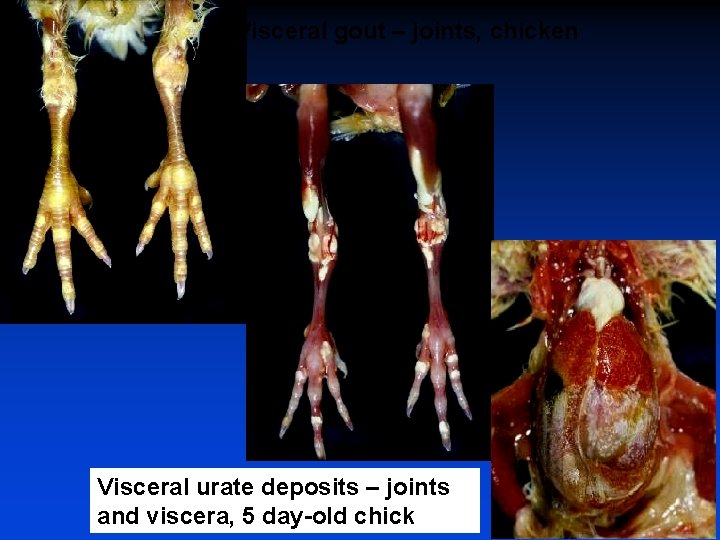 Visceral gout – joints, chicken Visceral urate deposits – joints and viscera, 5 day-old