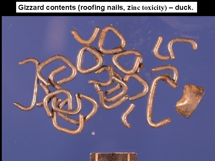 Gizzard contents (roofing nails, zinc toxicity) – duck. 