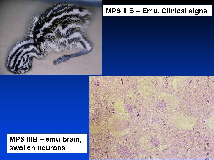 MPS IIIB – Emu. Clinical signs MPS IIIB – emu brain, swollen neurons 