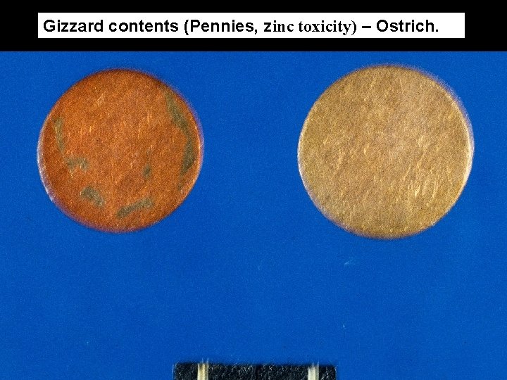 Gizzard contents (Pennies, zinc toxicity) – Ostrich. 