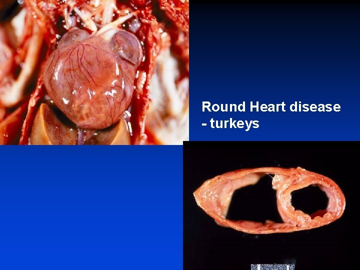 Round Heart disease - turkeys 