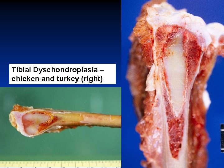 Tibial Dyschondroplasia – chicken and turkey (right) 
